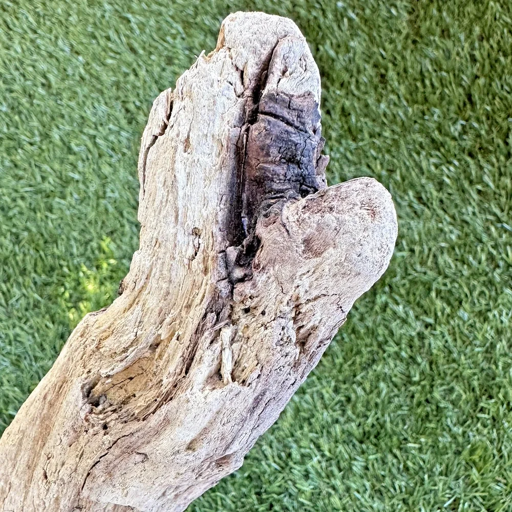 2 Natural Driftwood Pieces California Coast Rustic Beach Decor Aquarium Art